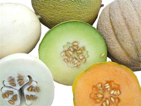 Melone Descrizione e curiosità Alimentipedia it