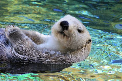 Sea Otter Swimming In Blue Water Stock Photo Dissolve