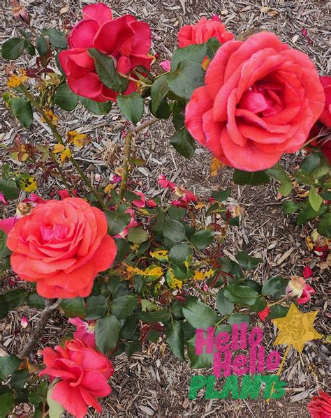 Rose Fragrant Cloud Hello Hello Plants