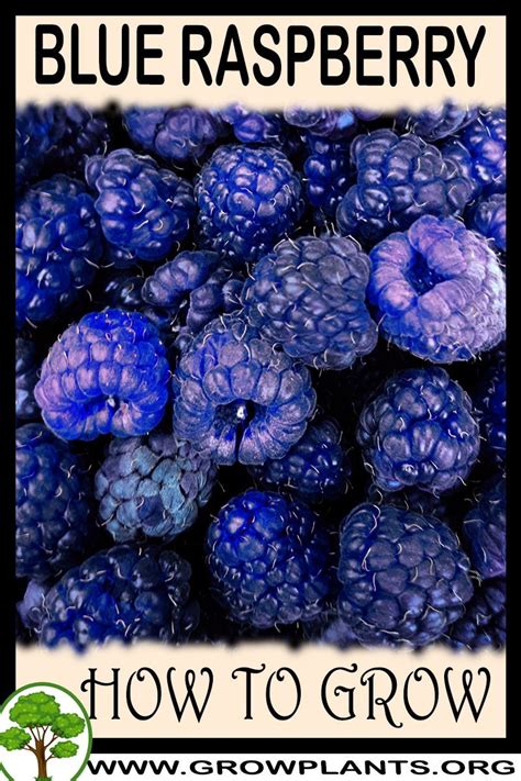 How To Grow Blue Raspberry Raspberry Plants Blue Raspberry Berry Plants