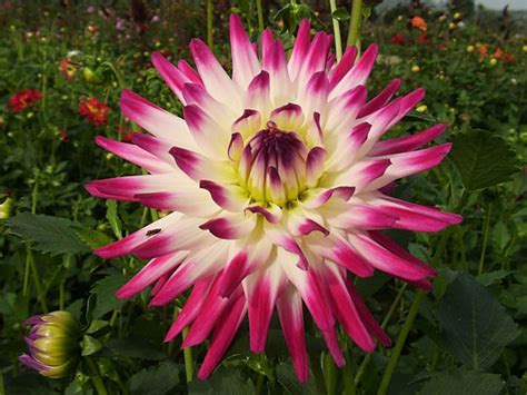 If you use a lower strength fertilizer, you'll want to feed them twice if they look like they need it, she says. Dahlias, How to Grow and Care for Dahlia Plants - The ...
