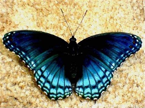 What Types Of Real Purple Butterflies Are There Blue Butterfly