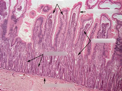 Small Intestine Histology Diagram Aflam Neeeak