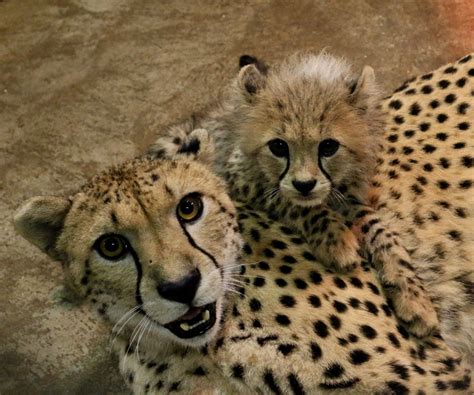Meet Our New Cheetah Cubs Saint Louis Zoo