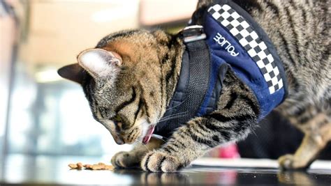 Does anybody know of any good sedatives to take for a long flight. 'Cool' police station cat Constable Snickers missing for ...