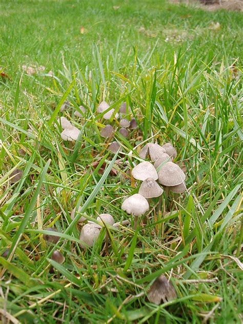 Lbms Lbms Little Brown Mushrooms In The Lawn By Beau Owens