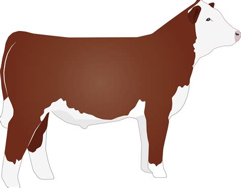 Hereford cattle Beef cattle Angus cattle Clip art - agriculture clipart ...