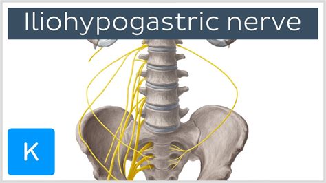 Iliohypogastric Nerve Course And Innervation Human Anatomy Kenhub