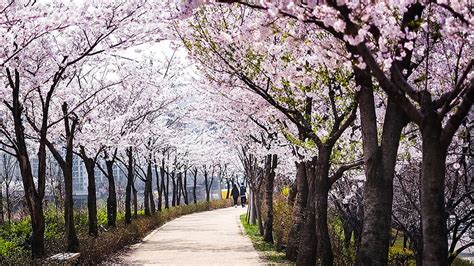 Overwhelmingly Beautiful Japanese Cherry Blossom Sakura In The Spring 