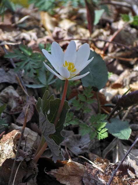 Another Bloodroot Spring Wildflower Hike At Grandfather Mo Flickr