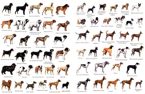 Породы собак полный список описание популярных пород с фото