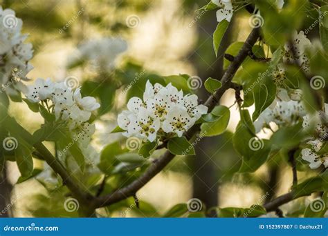 A Beautiful White Pear Tree Flowers In Spring Stock Image Image Of