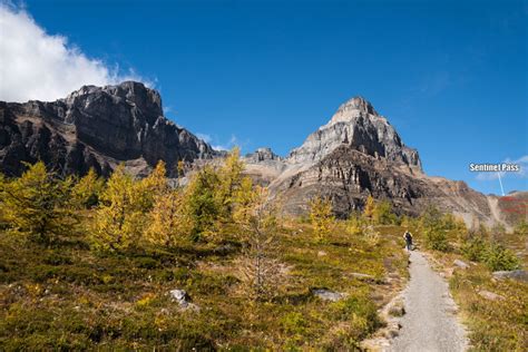 Larch Valley Trail To Sentinel Pass Day Hike In Banff National Park