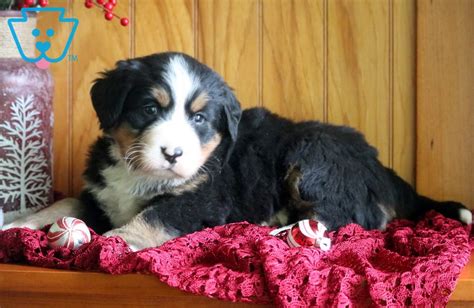 Beautiful bernese pups for sale. Kurls | Bernese Mountain Dog Puppy For Sale | Keystone Puppies