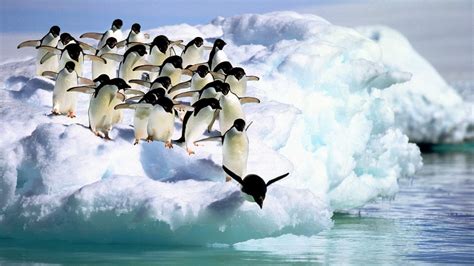 Wallpaper Penguins Water Snow Hd Picture Image
