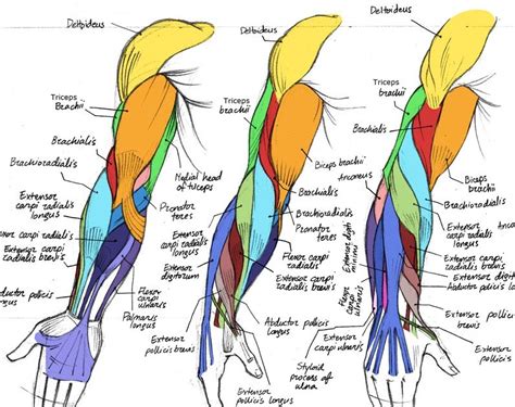 Arm Muscles Diagram Posterior Arm Muscles Diagram Arm Muscles