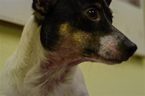 Canine Pododermatitis Veterinary Clinics Small Animal Practice
