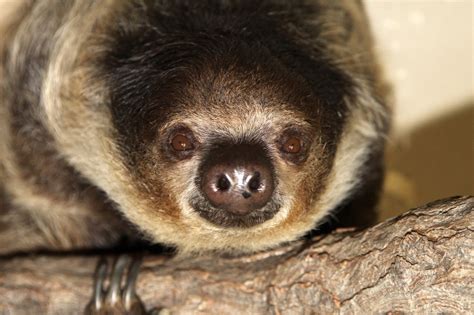 Denver Zoo Welcomes A New Female Sloth Fox31 Denver