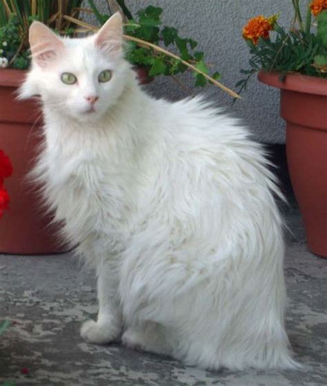 Turkish Angora Cat Cat Breed