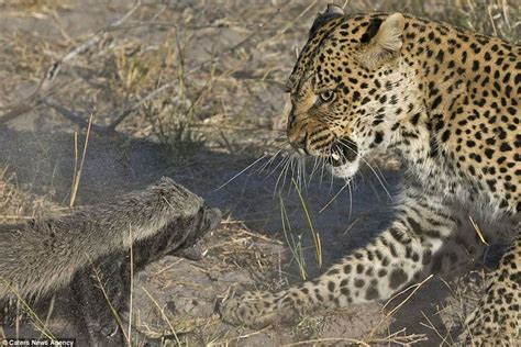 Honey Badger Stands Its Ground Against A Leopard The Leopard Attacked