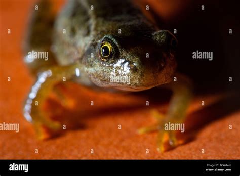 Froglet Of The Common Frog Rana Temporaria Crawling Towards The
