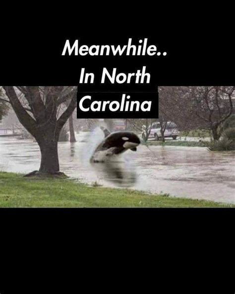 Pin By Amy Caulk On Weather Memes Weather Memes Tree Memes