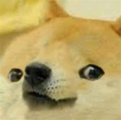 Yall Wanting Doge Templates Rmemetemplatesofficial