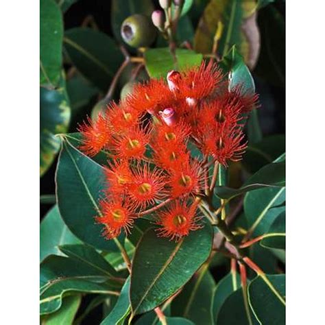 Wa Red Flowering Gum Natives Trees Mature Perth Wa