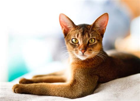 Abyssinian Cat Breed Health And Care Petmd