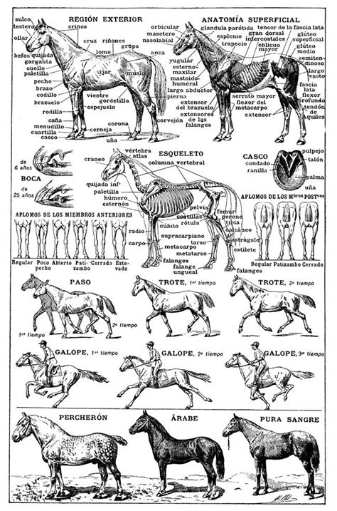 Anatomy charts are visual depictions of the human body. Horse Clipart | Horses, Horse anatomy, Horse posters