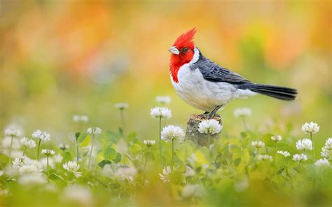 Red Crested Cardinal Hd Wallpaper