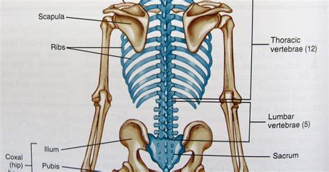 Back Bones Diagram Back Bones Diagram Back Bones Structure Bone