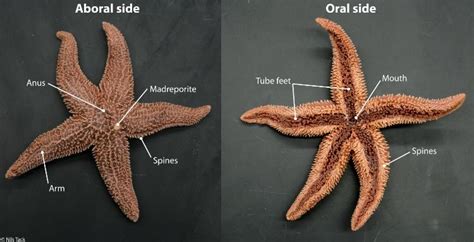 Sea Star Dissection Oral And Aboral Sides Beautiful Flowers