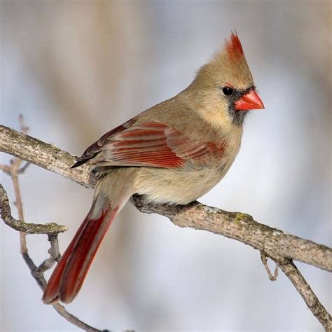 Female Northern Cardinal Fåglar