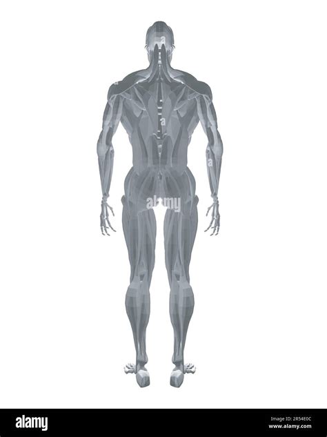 Anatomie Humaine Modèle De Système Musculaire De Corps Masculin
