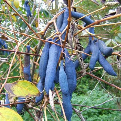 Decaisnea Fargesii Seeds Blue Sausage Tree
