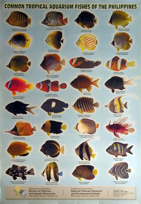 Marine Aquarium Fish List Aquarium Design Ideas