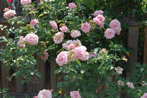 (zone 5) this is a tough rose for me, and i'm no expert rose grower. Jeannie's Fairy Rose Louisiana Garden: Belinda's Dream