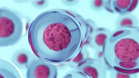 Why We Use Stem Cells In Our Baton Rouge Orthopedic Clinic