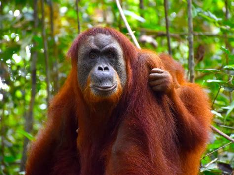 Sumatran Orangutans Sumatran Orangutan Treks By Sumatra Ecotravel