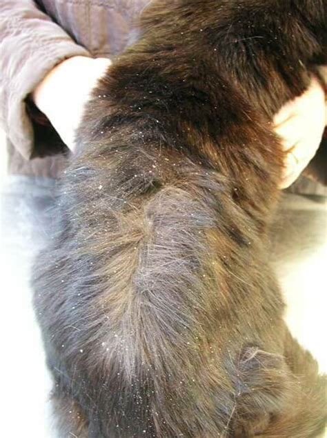 Dry Skin And Dandruff In Cats Your Cats Skin Douxo S3 Uk
