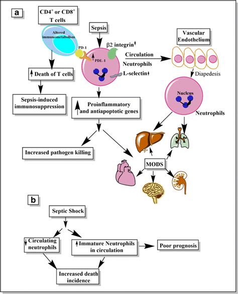 Schematic Representation Of Neutrophils In Sepsis And Septic Shock A