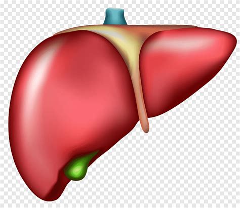Heart Illustration Liver Organ Cirrhosis Drawing Human Liver Model