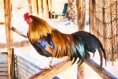Rooster Photograph By Hw Kateley Fine Art America
