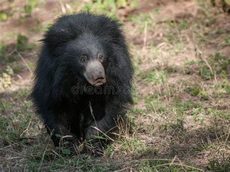 Urso de preguiça indiano foto de stock Imagem de marrom 45751762