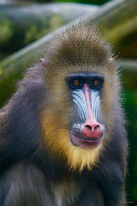 Meet the Mandrill Monkeys | Colchester Zoo
