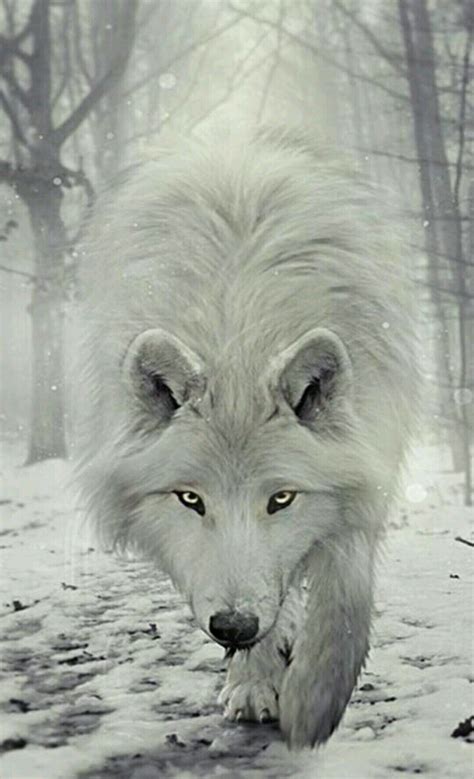 Looking for the best wallpapers? White Wolf Wallpapers - Top Free White Wolf Backgrounds - WallpaperAccess
