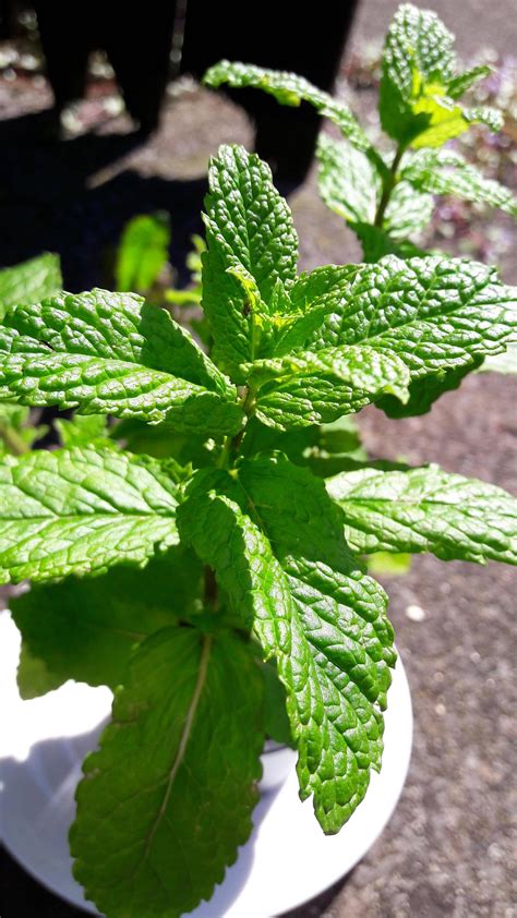 Identification What Variety Is My Mint Plantwhy Does My Tea Taste