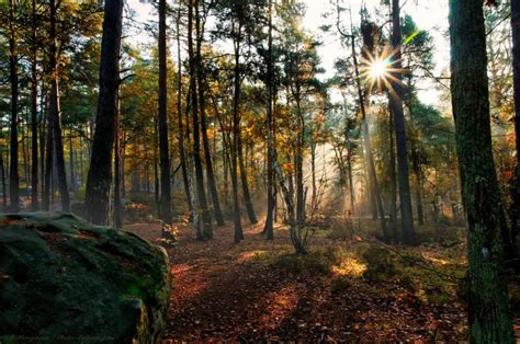 Forêt De Fontainebleau Automne Dans La Foret Des Trois Pignons 01