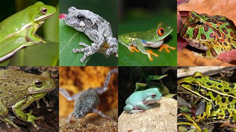 How Much Do Frogs Cost Evaluating The Cost Of Different Frog Species